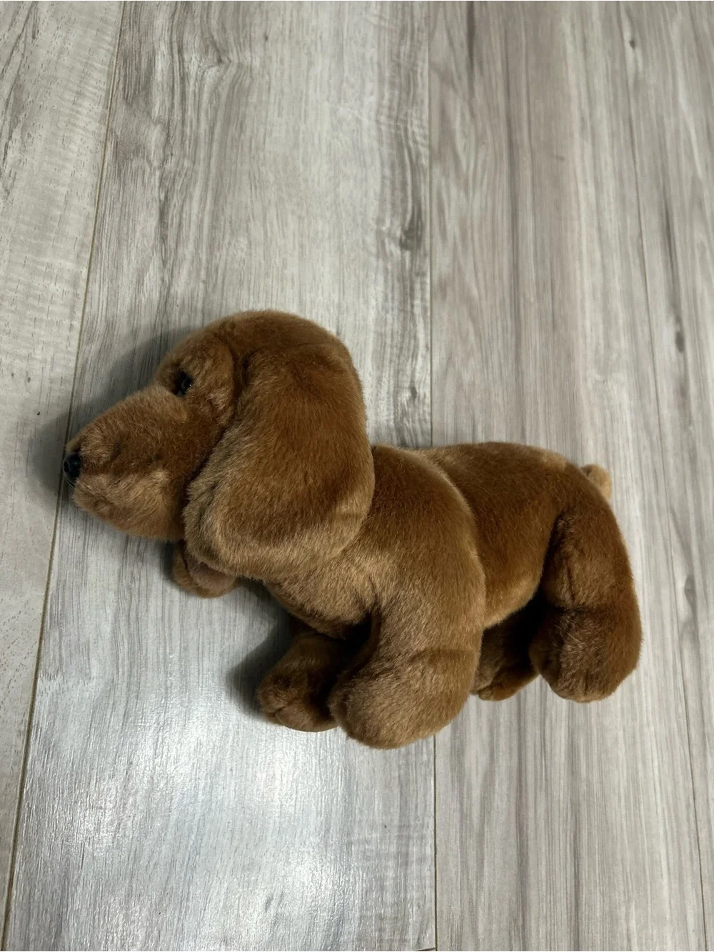 The Dachshund soft brown